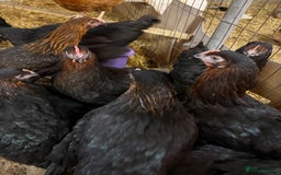 Chickens poultry for sale: Burford Brown hens POL - Image 6