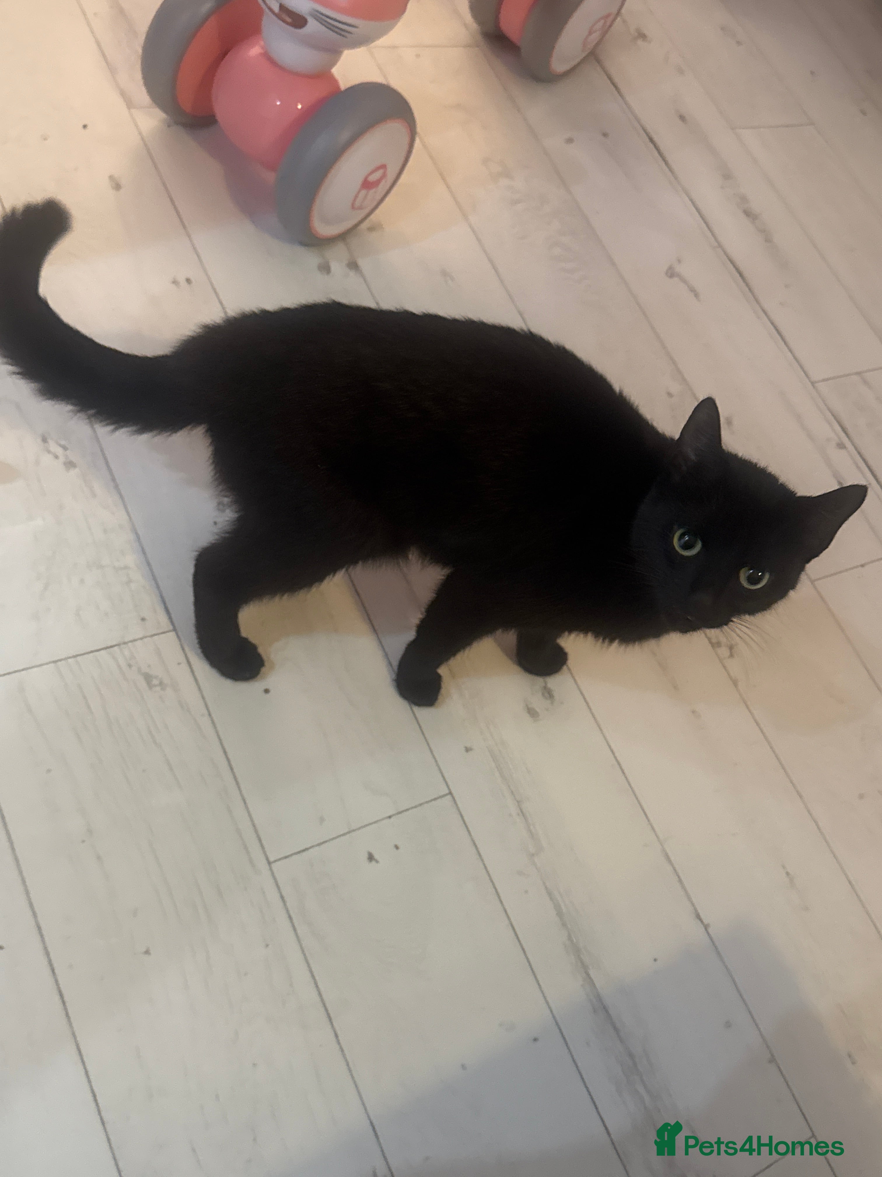 Mixed Breed cats 4 beautiful maincoon cross kittens 3 BOYS 1 GIRL - Advert 8