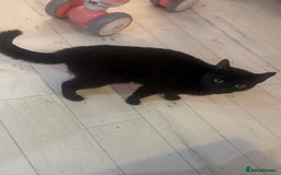 Mixed Breed cats for sale: 4 beautiful maincoon cross kittens 3 BOYS 1 GIRL - Image 1