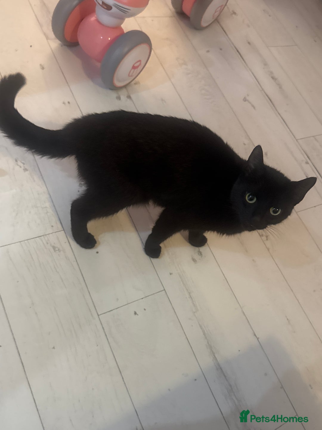 Mixed Breed cats for sale: 4 beautiful maincoon cross kittens 3 BOYS 1 GIRL - Image 1