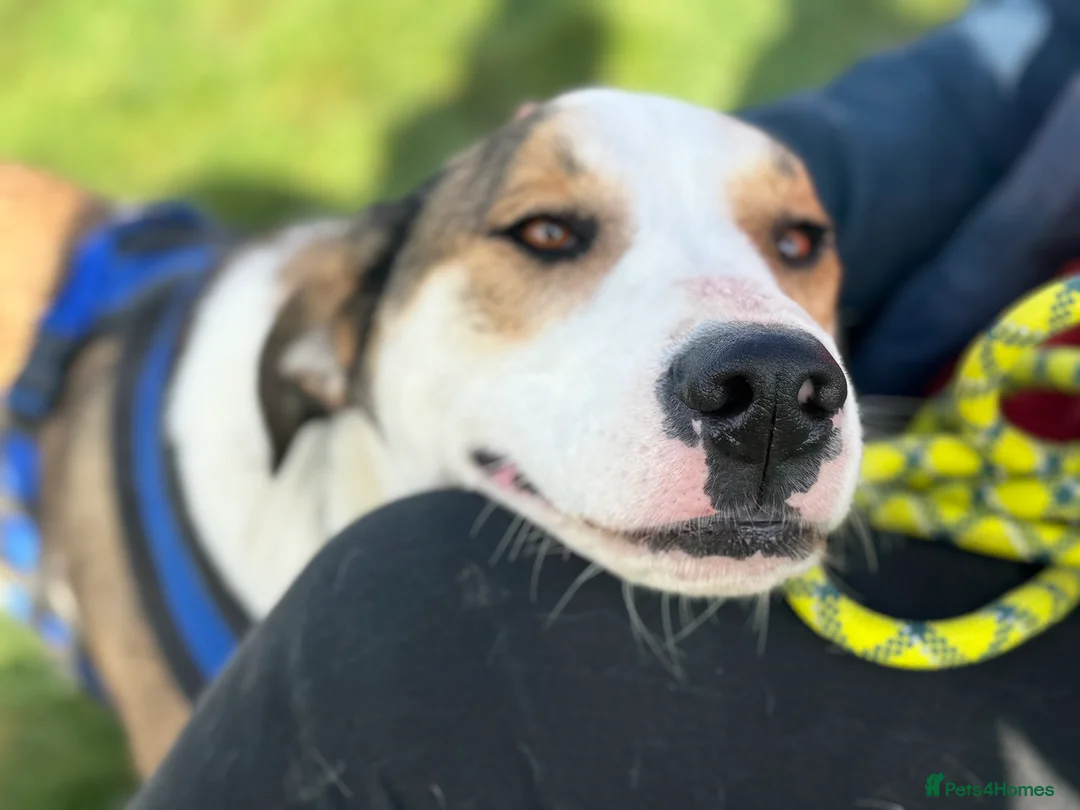 Mixed Breed dogs for adoption: Maya & Luca still waiting for you to see them 💔 - Advert 16