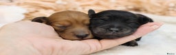 Miniature Dachshund dogs for sale: KC Miniature Dachshund Longhair Puppies - Advert 13