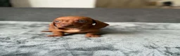 Dachshund dogs for sale: Miniature Dachshund  - Advert 16