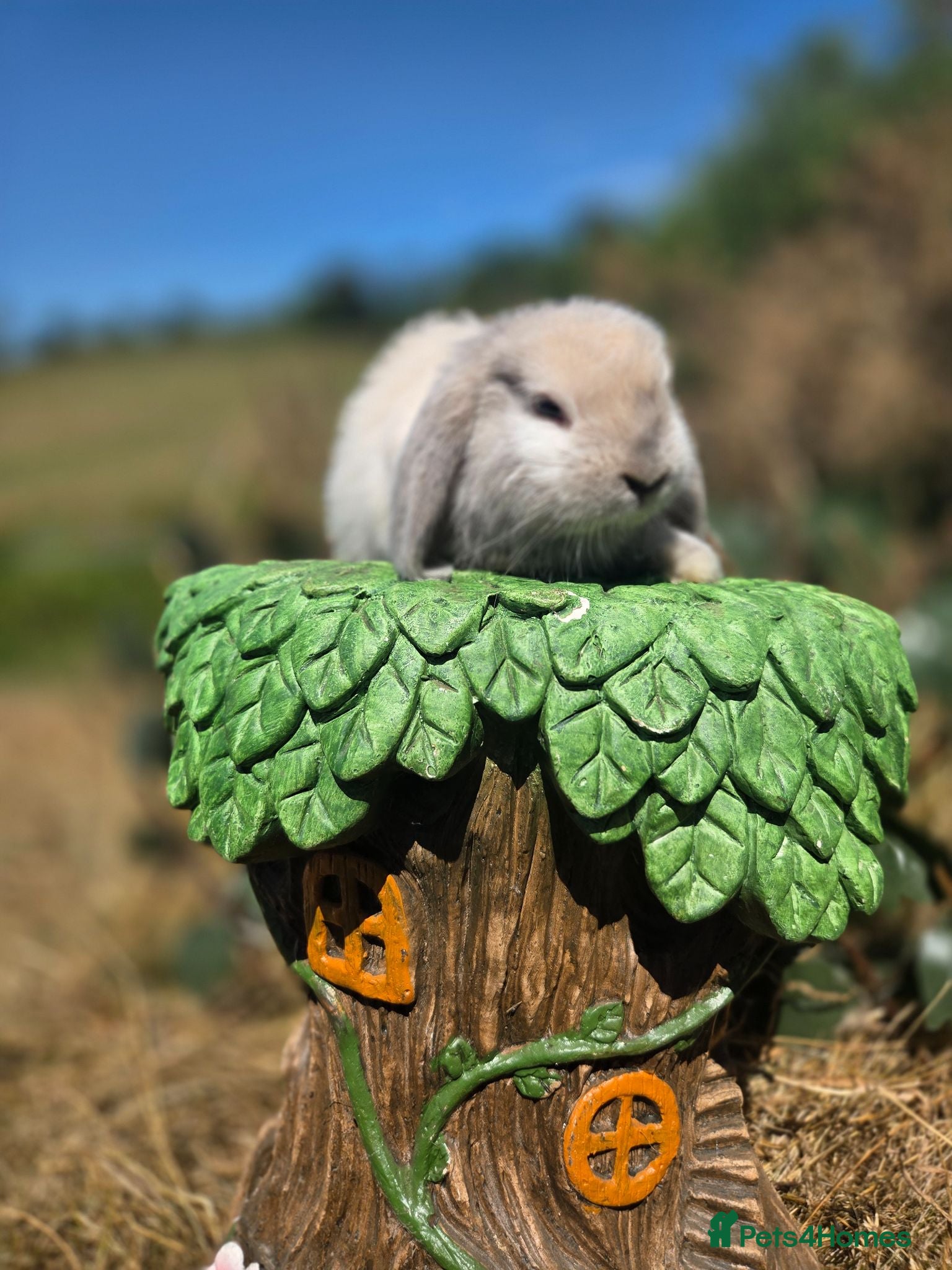 Mini Lop rabbits Pure bred mini lop bunnies - Advert 2