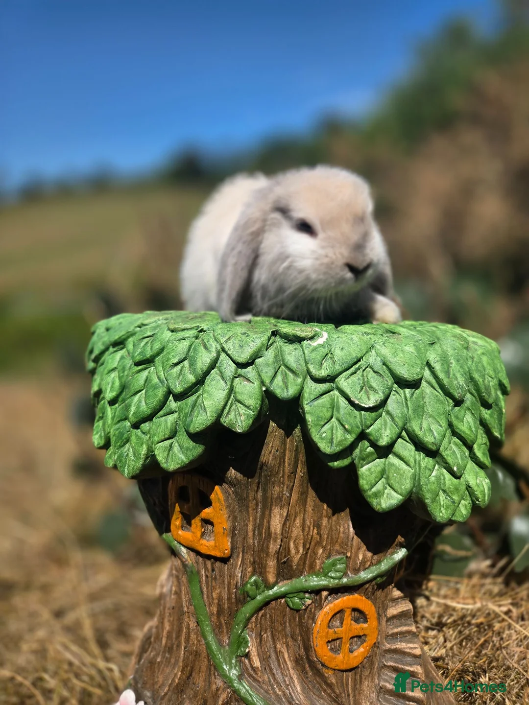 Mini Lop rabbits for sale: Pure bred mini lop bunnies - Advert 2