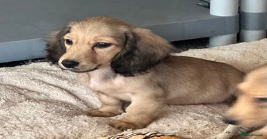 Miniature Dachshund dogs - Advert 9
