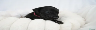 Great Dane Puppy 4