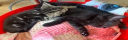 British Shorthair cats for sale: Lovely adorable Kittens FOR SALE Mixed Newquay  - Advert 14