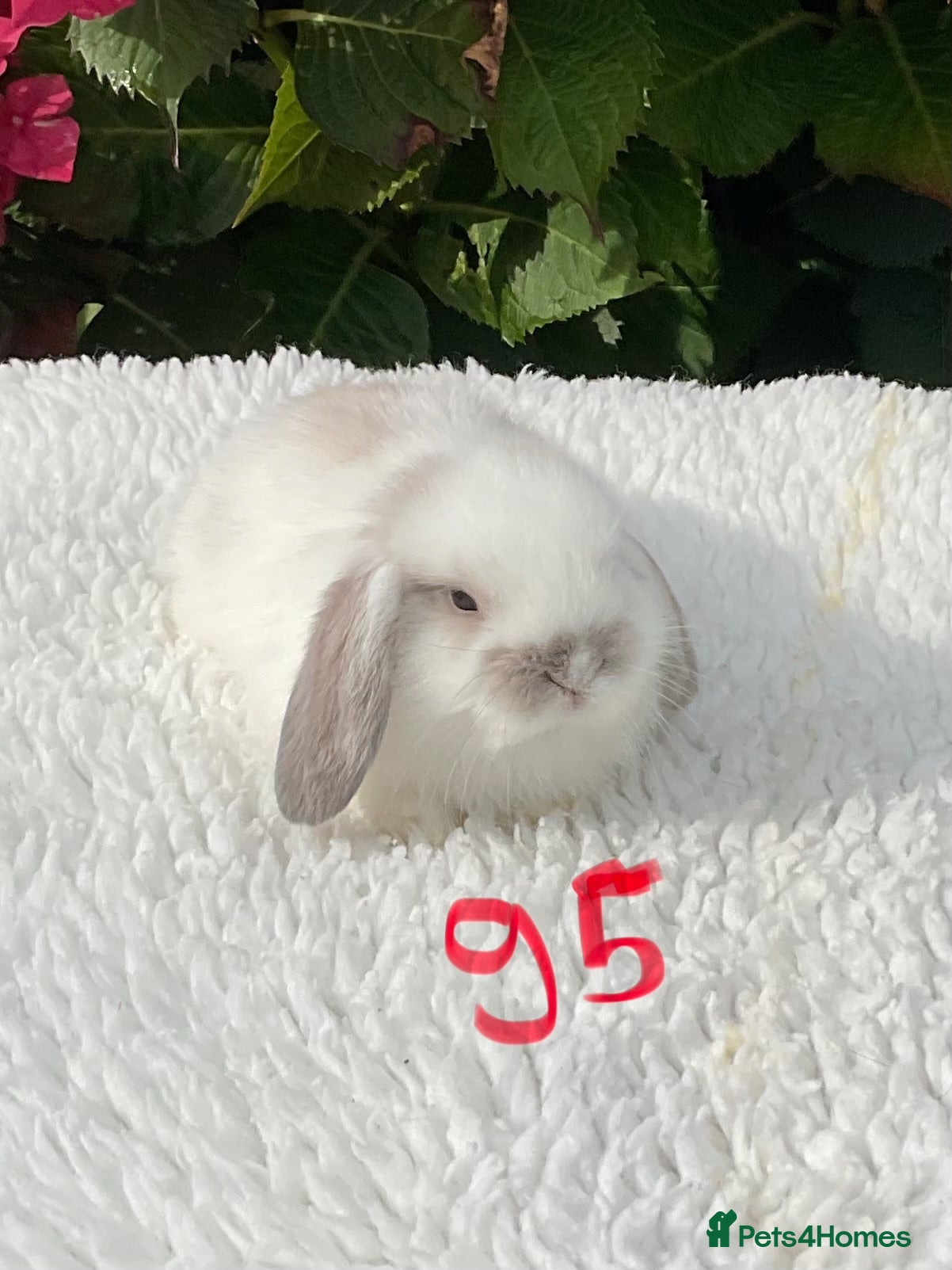 Mini Lop rabbits Pure bred mini lops .2 females available  - Advert 2