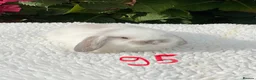 Mini Lop rabbits for sale: Pure bred mini lops baby rabbits . - Advert 21