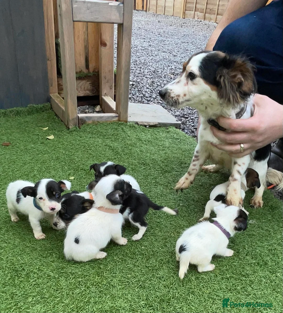 Jack Russell dogs for sale: Jack Russel puppy  - Advert 1