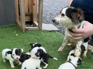 Jack Russell dogs Jack Russel puppy - Advert 1