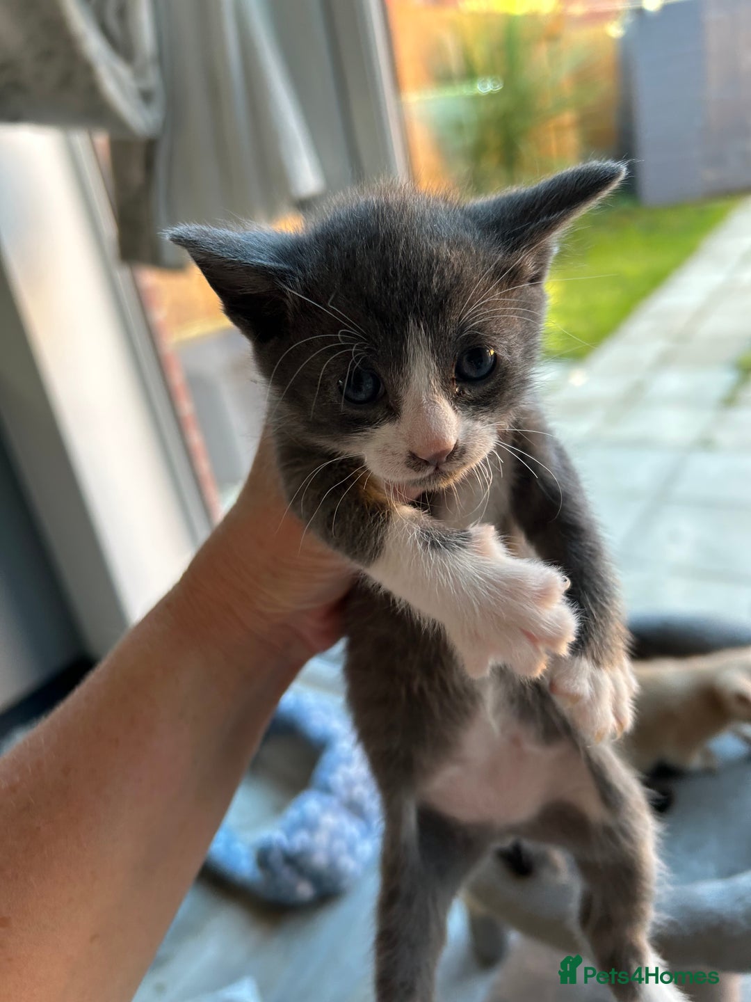 Siamese cats for sale: Siamese Cross Kittens - Image 14