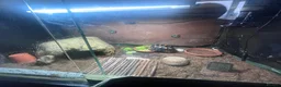 Tortoise reptiles for sale: Redfoot Tortoise with enclosure setup - Advert 3