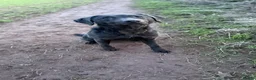 Labrador Retriever dogs for sale: Lovely natured trained Black Lab Girl - Advert 2