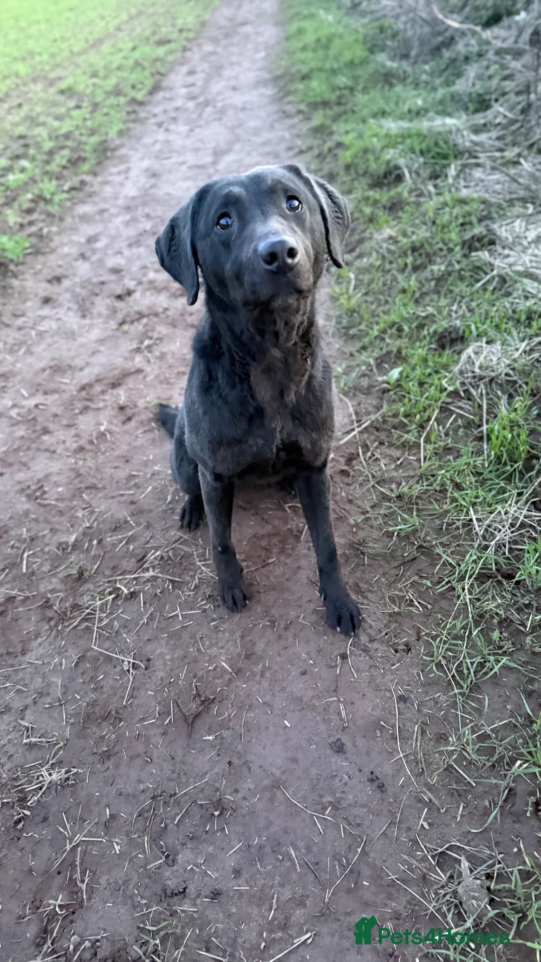 Labrador Retriever dogs for sale: Lovely natured trained Black Lab Girl - Advert 2
