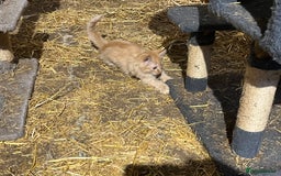 Mixed Breed cats for sale: Beautiful farm kittens  - Image 7