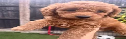 Labradoodle dogs for sale: Red miniature multi gen labradoodles - Advert 3