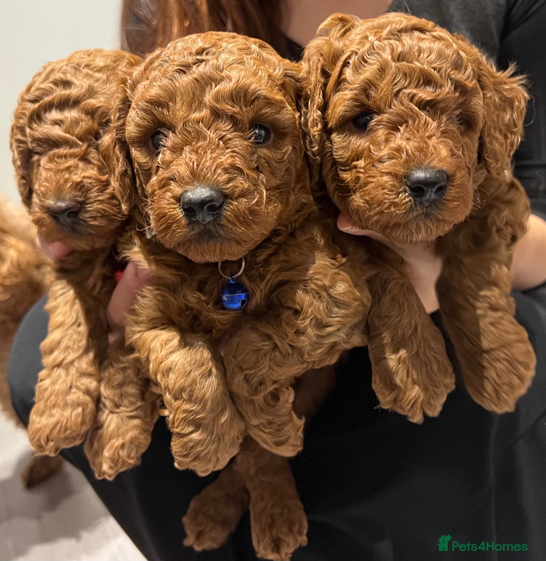 Toy Poodle dogs for sale: Adorable Deep Red Toy Poodle Puppies Available! 🐾 - Image 13