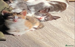 British Shorthair cats for sale: 4 British short hair kittens left Calico girls - Image 3