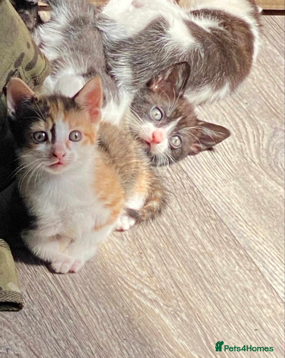 British Shorthair cats for sale: 4 British short hair kittens left Calico girls - Image 3