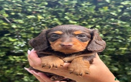 Miniature Dachshund dogs for sale: Pedigree long & short fur miniature dachshunds - Image 15