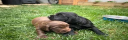 Cocker Spaniel dogs for sale: 1 Chocolate Boy - KC registered  - Advert 6