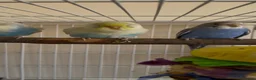 Budgerigars birds for sale: 3 male budgies with cage & toys - Advert 2