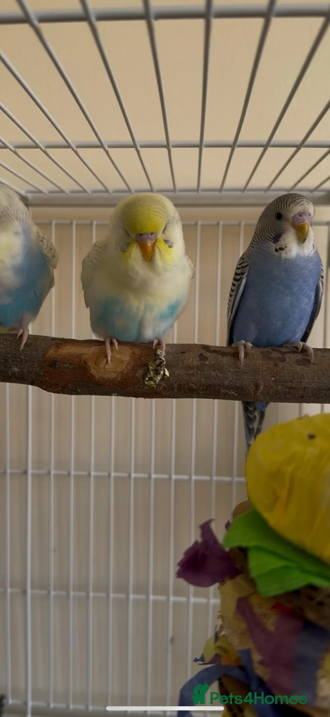 Budgerigars birds for sale: 3 male budgies with cage & toys - Advert 2