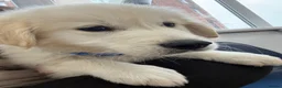 Golden Retriever dogs for sale: Buddy the golden  in Manchester - Advert 2
