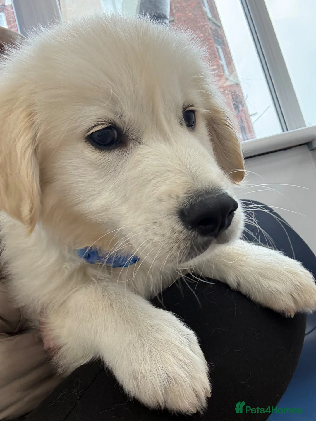 Golden Retriever dogs for sale: Buddy the golden  in Manchester - Advert 2