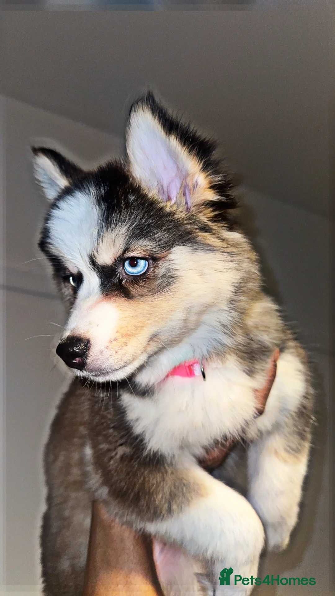 Pomsky dogs for sale: Skye and Sahara  - Advert 20