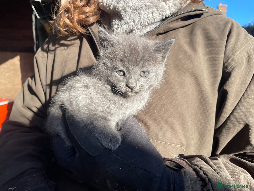 Mixed Breed cats for sale: 2 lovely kittens for sale  - Image 2