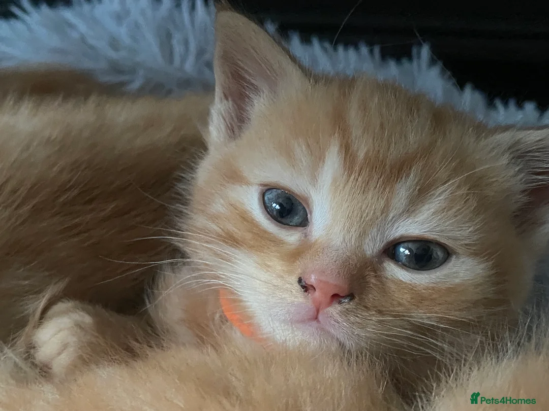 Scottish Fold cats for sale: ALL RESERVED NOW Scottish Straight Ginger Kittens - Advert 17