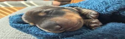Miniature Dachshund dogs for sale: Beautiful miniature dachshund puppies  in Wednesbury - Advert 15