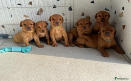 Labrador Retriever dogs for sale: KC registered Fox Red Labrador puppies  - Image 3