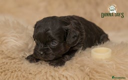 Cavapoo dogs for sale: DonnaJay’sCelebrityK9s EXCELLENT Trustpilot,Google - Advert 8