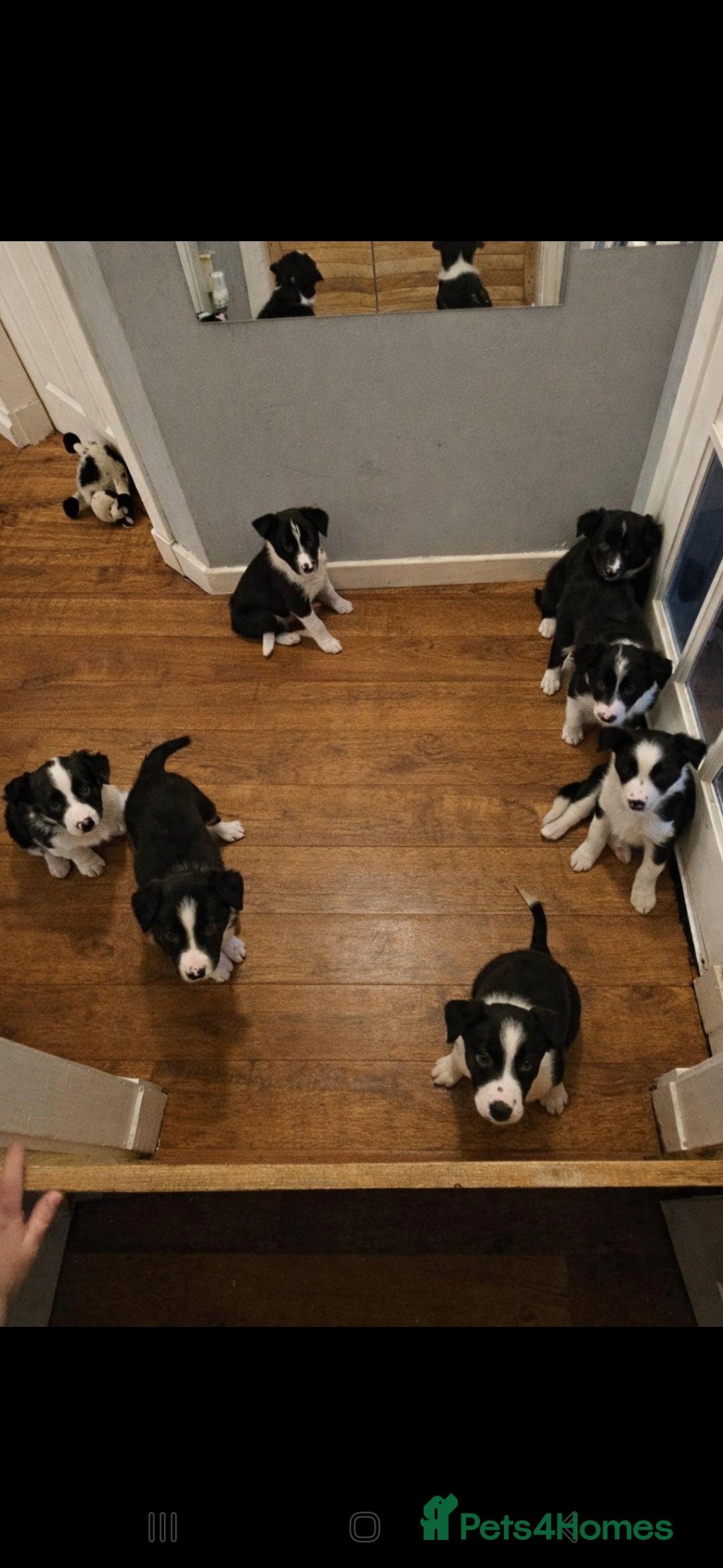 Border Collie dogs for sale: Beautiful Border Collie Puppy girl ready now - Advert 2