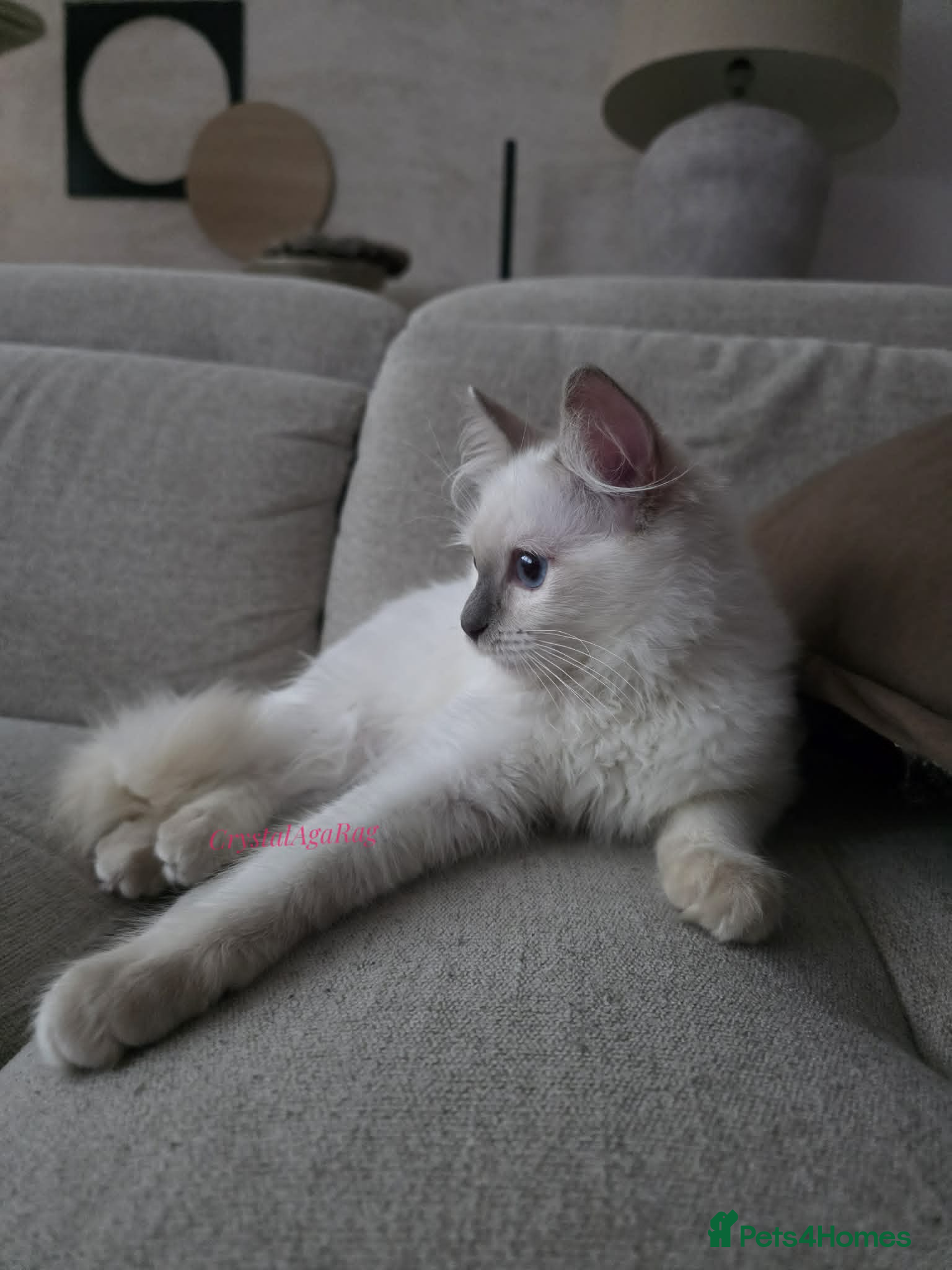 Ragdoll cats ✨ TORTIE ONE LEFT|CHAMPTION LINE|LITTER GCCF&TICA✨ - Advert 15