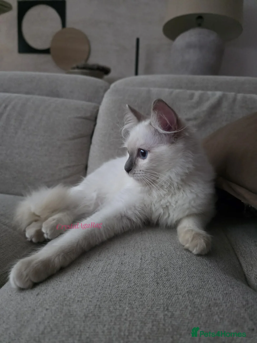 Ragdoll cats for sale: ✨ TORTIE ONE LEFT|CHAMPTION LINE|LITTER GCCF&TICA✨ - Advert 1