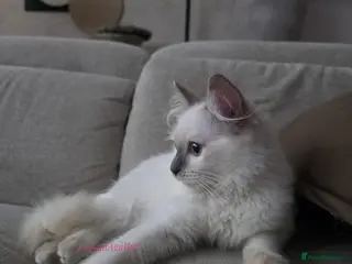 Ragdoll cats ✨ TORTIE ONE LEFT|CHAMPTION LINE|LITTER GCCF&TICA✨ - Advert 1