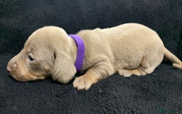 Miniature Dachshund dogs for sale: 🌟QUALITY KC REG & PRA CLR MINIATURE DACHSHUNDS🌟 - Image 11