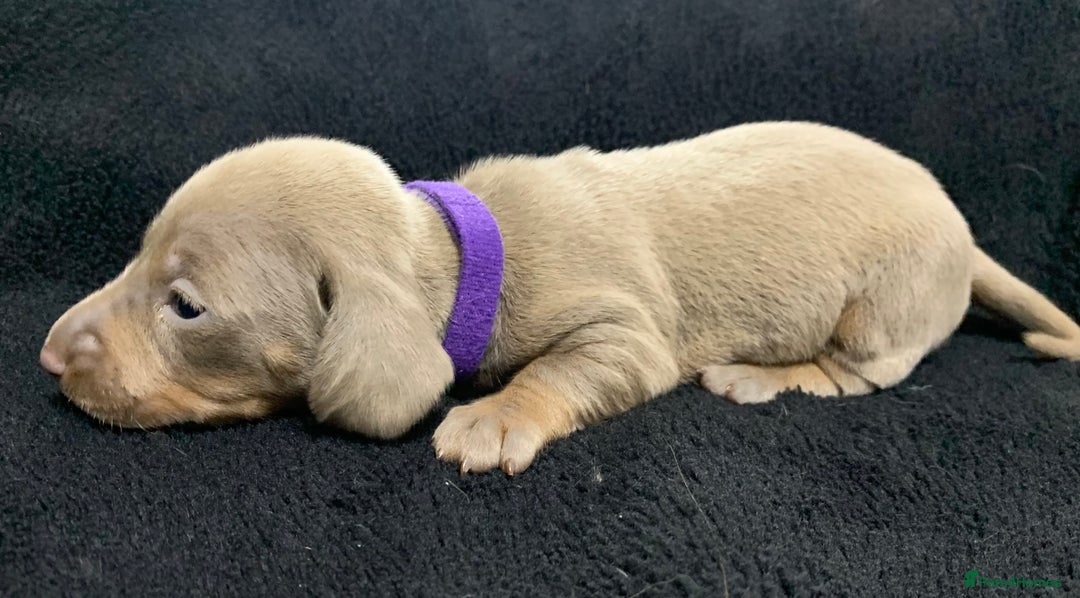 Miniature Dachshund dogs for sale: 🌟QUALITY KC REG & PRA CLR MINIATURE DACHSHUNDS🌟 - Image 11