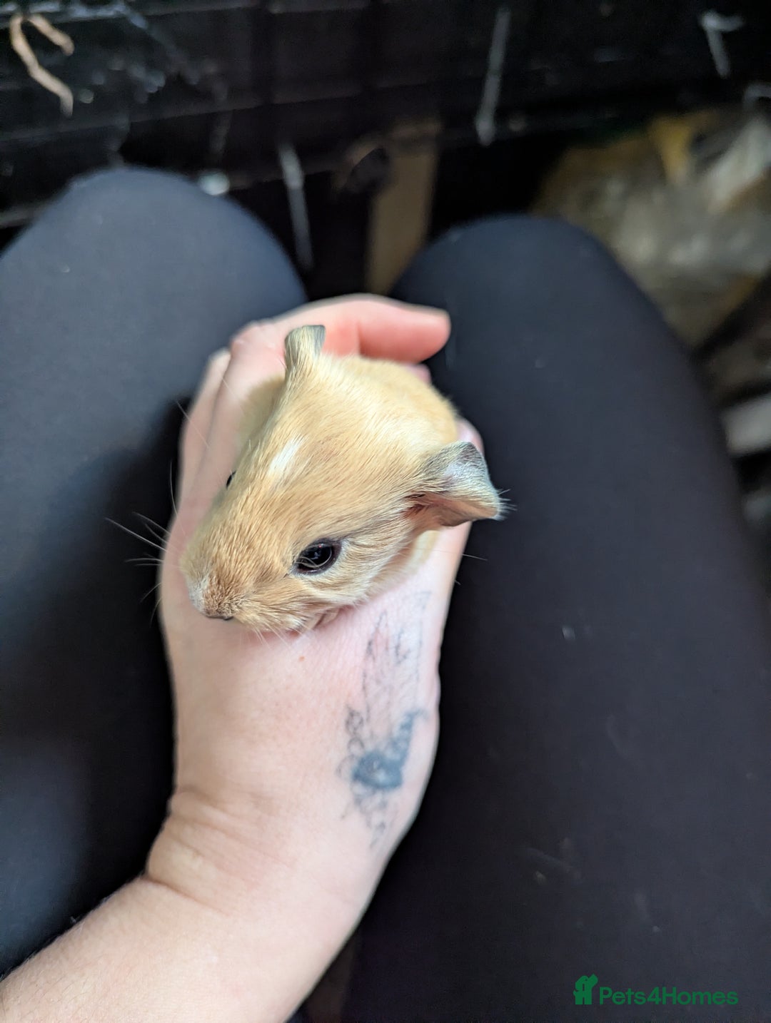 Guinea Pig rodents for sale: Baby guinea pigs  - Advert 8