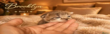 Norwegian Forest Cat 1