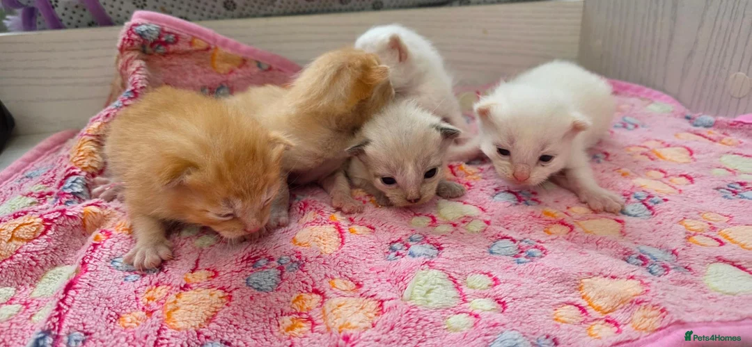 Maine Coon cats for sale: Mainecoon cross kittens - Advert 11