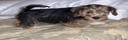 Mixed Breed dogs for sale: Norfolk x Sealyham puppies  - Advert 16