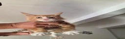 Maine Coon cats for sale: Maine Coon Kittens For Sale  - Advert 6