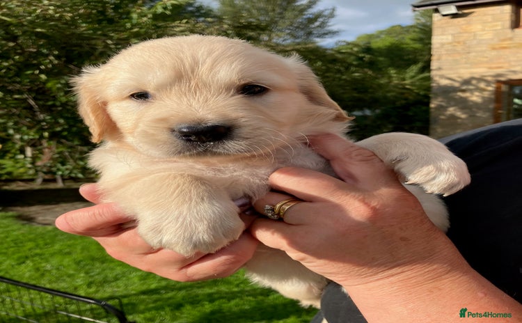Golden Retriever dogs - Advert 1