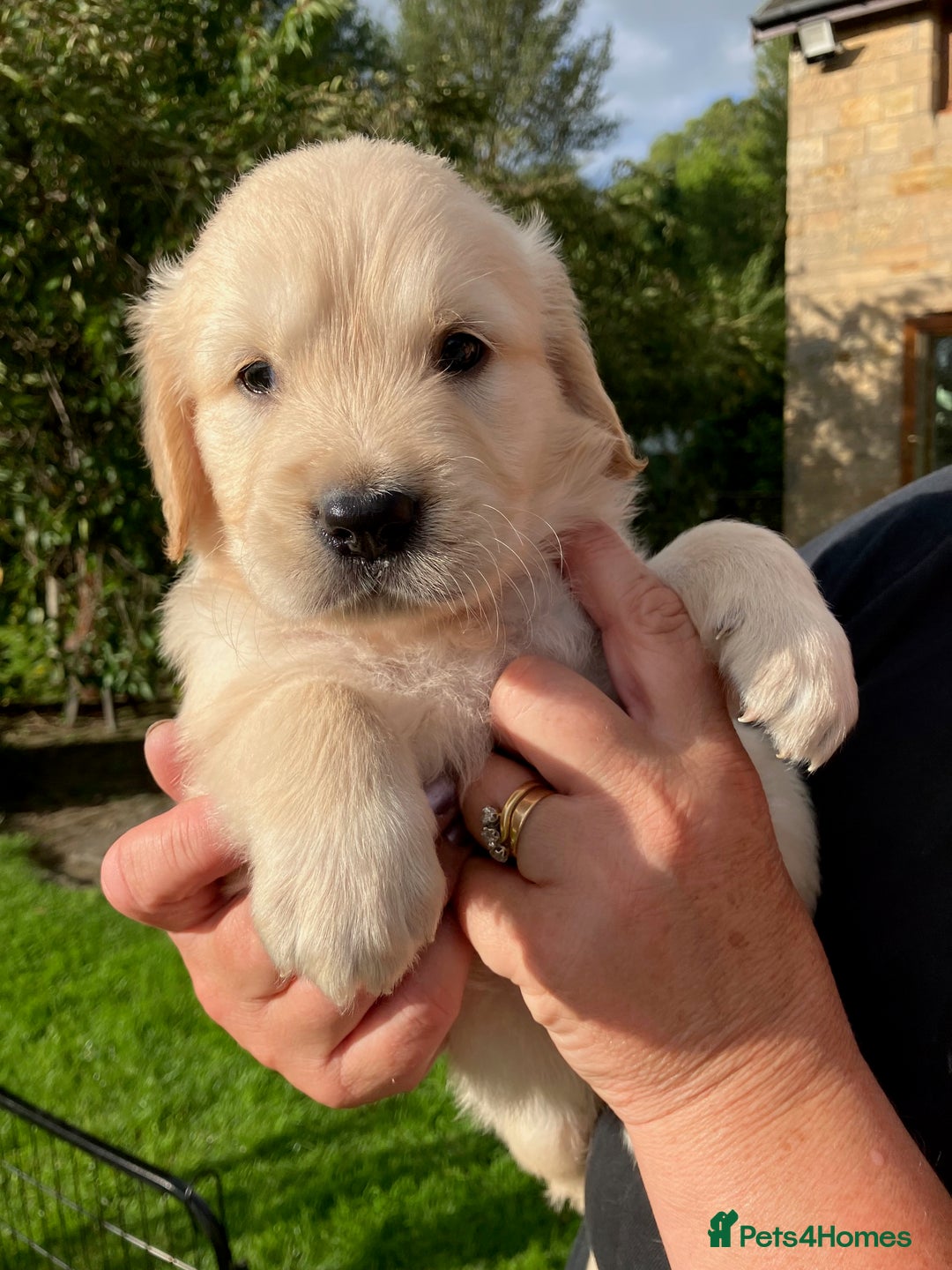 Golden Retriever dogs for sale: KC Reg'd Golden Retriever Puppy ICT DNA clear  - Image 1